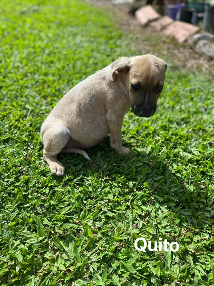 Quito Quito